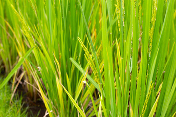 Rice plant in rice field.