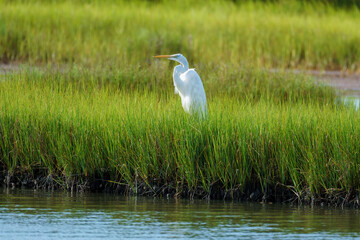 Great white egret rising above green march grasses in Assateague