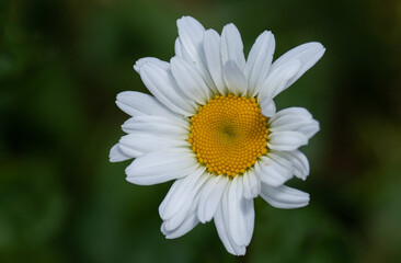 Obraz premium daisy flower