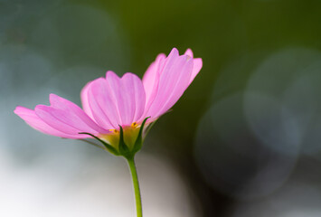 pink flower