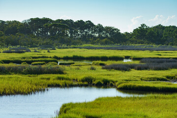 Fototapeta na wymiar Green and purplish grasses create a beautiful wetland habitat in Assateague