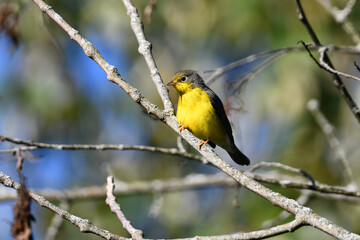Fototapeta premium Close up of a colorful female Canada Warbler bird