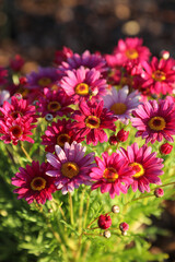 Fototapeta premium Beautiful pink daisy flowers in the early morning sunlight