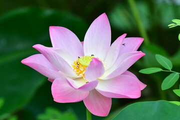 Indian Lotus, Sacred Lotus, Bean of India