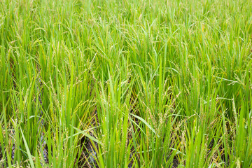 Rice plant in rice field.
