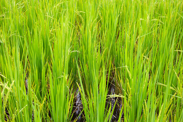 Rice plant in rice field.