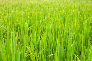 Rice plant in rice field.
