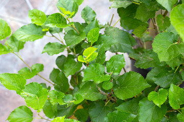 Fresh green leaves of mulberry tree in the garden