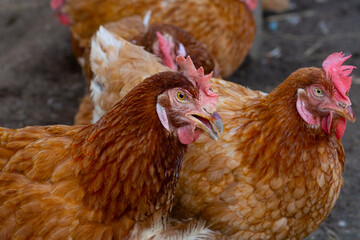 Hens in the chicken farm. Organic poultry house.