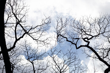 Dead branches tree silhouette with blue sky and cloud
