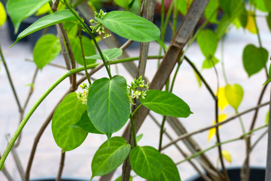 Gurmar medicinal plant, Fresh leaves of herb