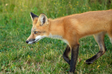 Naklejka na ściany i meble Red fox in Nova Scotia