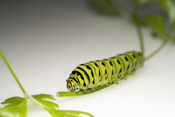 A black swallowtail caterpillar isolated on white background