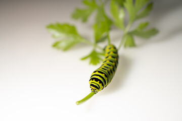 A black swallowtail caterpillar isolated on white background