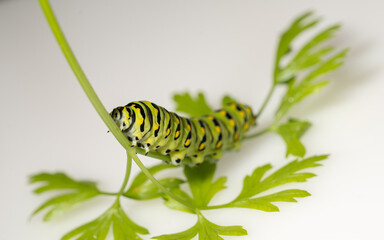A black swallowtail caterpillar isolated on white background
