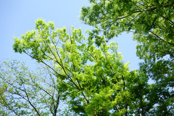 新緑薫、初夏の陽気な気候に緑の公園も気持ちよく