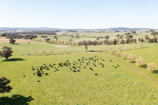 Farmers drove cattle on motorbikes in green pasture