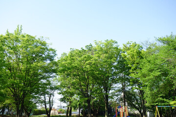 Fototapeta premium 新緑薫、初夏の陽気な気候に緑の公園も気持ちよく