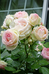 艶やかで華麗、優美なエレガント、ピンク色の薔薇の花