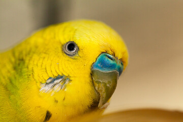 Close up of male budgie bird eye and beak with blue cere