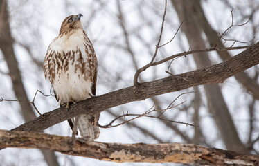 red tailed hawk