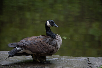 goose