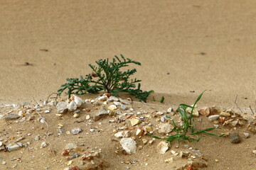 Obraz premium Green plants and flowers grow on the sand in the desert.