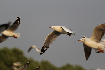 flock of seagulls