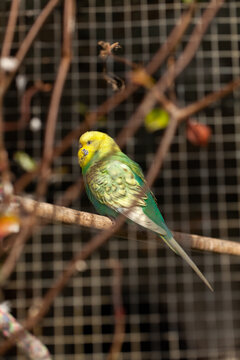 Single brightly coloured pet budgie bird in cage seen through wire netting