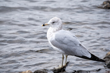 seagull on the beach