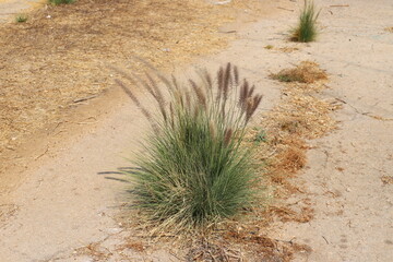 Green plants and flowers grow on the sand in the desert.
