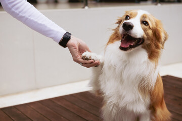 dog shaking hands