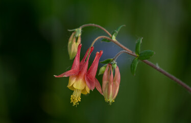 red and yellow flower