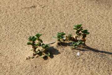 Green plants and flowers grow on the sand in the desert.