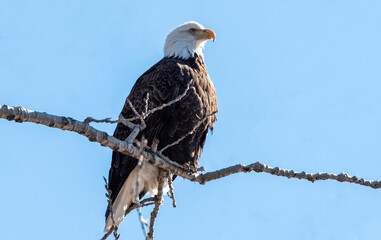 american bald eagle