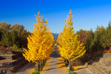 あずま総合運動公園のイチョウ並木