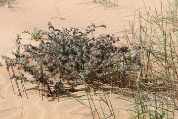 Green plants and flowers grow on the sand in the desert.
