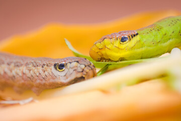 Caterpillar of hawk moth species, mimicking the head of a snake. Mimicry allows this larval stage to survive against predators. This species has green and brown variants just before turning to pupa