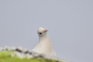 white dove on a rock