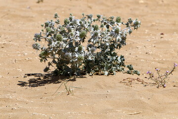 Green plants and flowers grow on the sand in the desert.