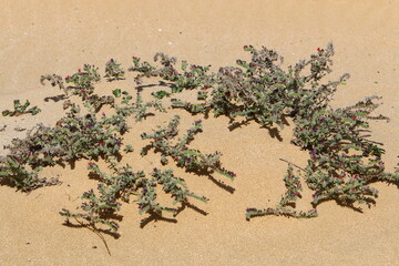 Green plants and flowers grow on the sand in the desert.