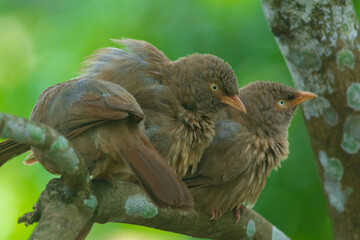 Yellow billed babbler