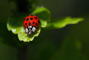 ladybird on a leaf