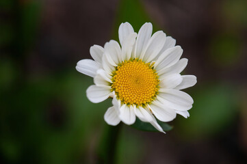 Obraz premium daisy flower