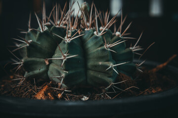 close up of cactus