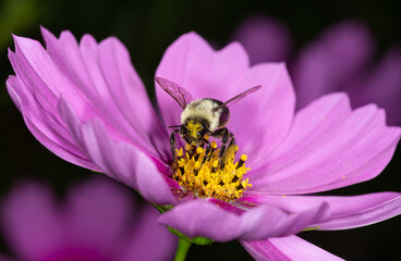 bee on flower