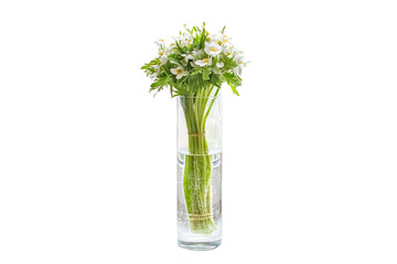 bouquet of white delicate spring anemone flowers in a transparent vase on a white background, selective focus