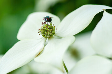 Obraz premium bug on a flower