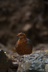 ferruginous partridge (Caloperdix oculeus) The body is orange. The wings are yellow. There are gray spots on the legs. There are two spikes on each side found in Kaeng Krachan forest.