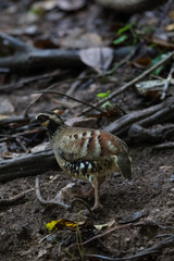 Long white eyebrows, wide cheeks and white neck. Red eye skin. Black eye band. Connect with dense black spots around the neck and chest. The crown and the back are brown with black stripes.